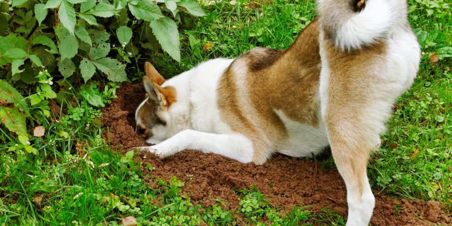 Hund som gräver i trädgård