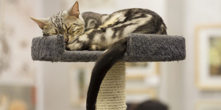 Katt sover på klösträd