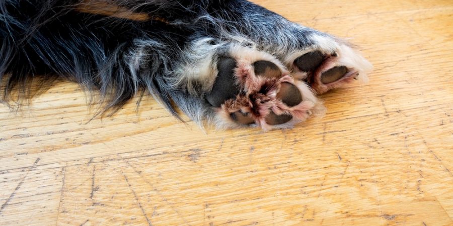 Repigt golv på grund av hundklor