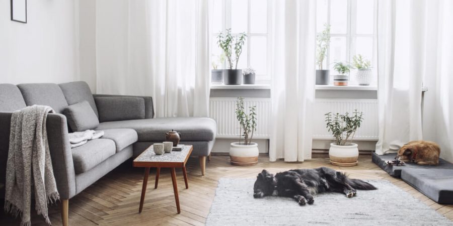 hund i nyrenoverat vardagsrum