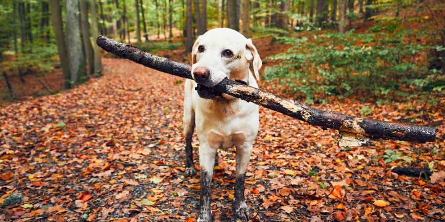 hund springer lös i skogen
